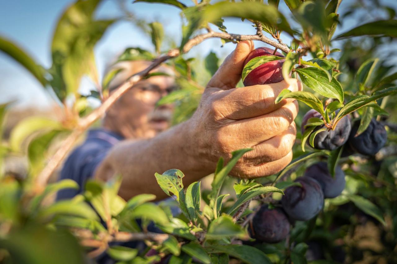 سانتا سيزاريا تيرمي Agriturismo Panacea المظهر الخارجي الصورة