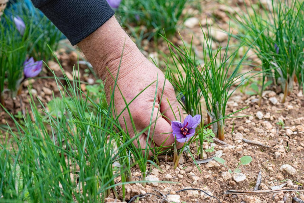 سانتا سيزاريا تيرمي Agriturismo Panacea المظهر الخارجي الصورة