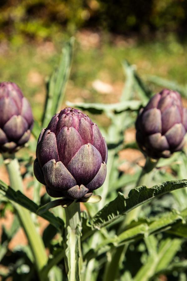 سانتا سيزاريا تيرمي Agriturismo Panacea المظهر الخارجي الصورة