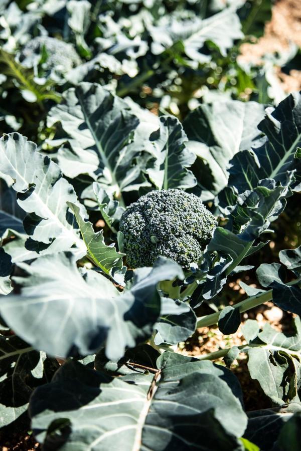 سانتا سيزاريا تيرمي Agriturismo Panacea المظهر الخارجي الصورة