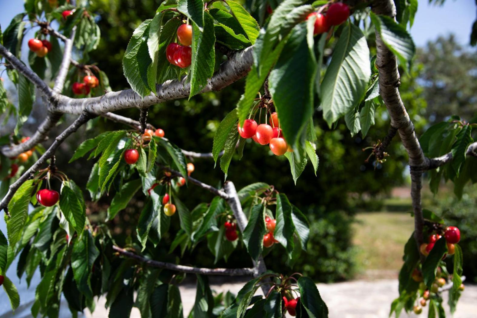 سانتا سيزاريا تيرمي Agriturismo Panacea المظهر الخارجي الصورة